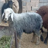 میش بره گوسفند بز بزغاله|حیوانات مزرعه|اصفهان, خانه اصفهان|دیوار