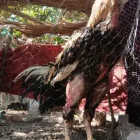 لاری افغان|حیوانات مزرعه|بلوک, |دیوار