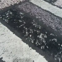 گپه شگی ۱۵۰در ۹۵ دوعدد|گلیم، جاجیم، گبه|پرند, فاز ۵|دیوار