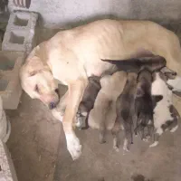 واگذاری ماده شکم طلا|سگ|هشترود, |دیوار