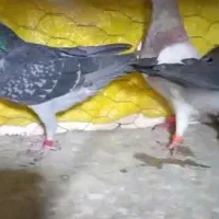 شش تا نر پلاکی زرنگ و شو بازی|پرنده|شیراز, دشت چنار|دیوار