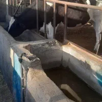 گاو آبستن سنگین