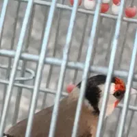 سهره درشت بخون