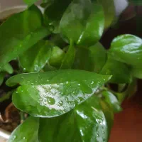 قلمه های پتوس