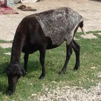 پنچ گوسفند آبست جوان برای داشتی و پرواری