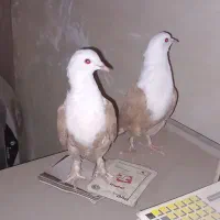 کله سفید کربلایی|پرنده|بومهن, |دیوار