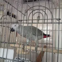 کاسکو نابغه مشهد|پرنده|تهران, شهرک استقلال|دیوار