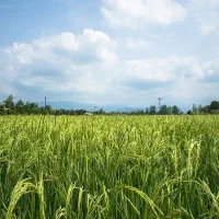 فروش فوری شالیزار برنج در شاندرمن