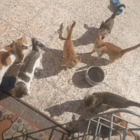 واگذاری چند عدد بجه گربه بومی|گربه|کرمان, |دیوار