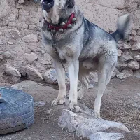 پژدر همه چی تموم