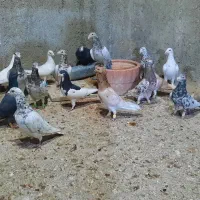 دسته سرور ۱۸تایی