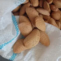 بادام امسال|خوردنی و آشامیدنی|شیراز, تندگویان|دیوار