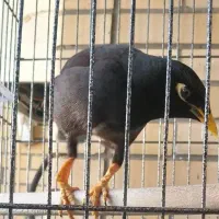 مرغ مینا