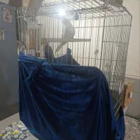 عروس هلندی