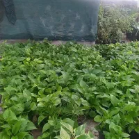 اجاره گلخانه سالن فروشگاهی|اجارهٔ مغازه و غرفه|ری, فیروزآباد|دیوار