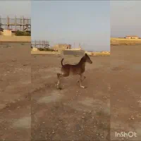 کره نریان عرب دوسر مدارک دار|اسب و تجهیزات اسب‌سواری|قیدار, |دیوار