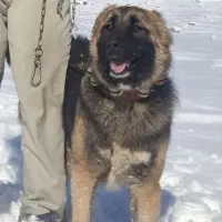 سگگ|سگ|تاکستان, |دیوار