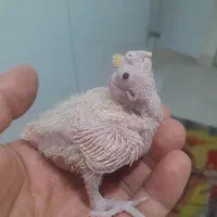 طوطی عروس جوجه سرلاکی لوتینو