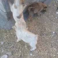 واگذاری چند عدد تو ل ه سگ|سگ|کرمانشاه, |دیوار