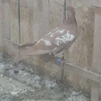 کفتر ابلغ افغانی