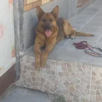 سگ ژرمن ماده|سگ|مشهد, هفت تیر (آب و برق)|دیوار