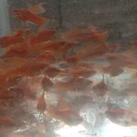 فروش انواع ماهی زینتی|ماهی|شیراز, جمال آباد|دیوار