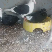 کبوتر پرنده