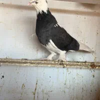 کبوتر کفتر پرنده