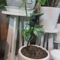 همش با هم یک و نیم
