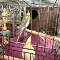 عروس علندی جفت