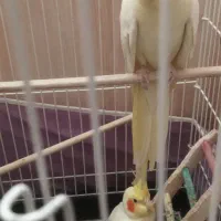 عروس هلندی لوتینو - جفت|پرنده|سبزوار, گلشن|دیوار