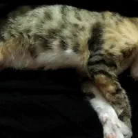 بچه گربه دوماهه