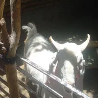 نری  و بز پاکستانی اصل و میش افشار هترو   -رابر|حیوانات مزرعه|کرمان, |دیوار