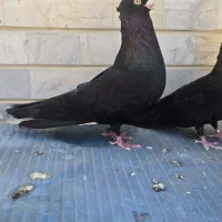 کبوتر کله ای و زاغ صرب کوزوو
