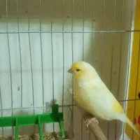 قناری نر موزایکی