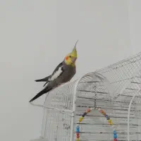 عروس هلندی نر یک میلیون باقفس|پرنده|سیاهکل, |دیوار