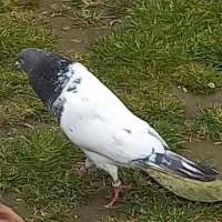 سلام عشق بازان دیروز این دوتاشو باخت دادم|حیوانات|لشت نشا, |دیوار