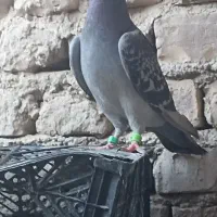 کفتر نر