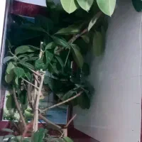 گل طبیعی|گل و گیاه طبیعی|لردگان, |دیوار