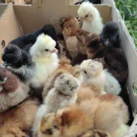 جوجه گردن لختی و کاکلی