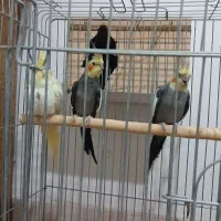عروس هلندی|پرنده|بوئین زهرا, |دیوار