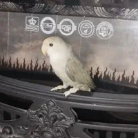 طوطی برزیلی وایت فیس با قفس