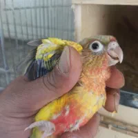 گیرینچیک رد