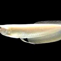 آروانا سیلور و آلبینو