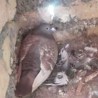 کبوتر|پرنده|محمدیه-قزوین, |دیوار