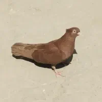 فروش پرنده|پرنده|آبادان, |دیوار