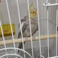 عروس هلندی نر و ماده|پرنده|تبریز, |دیوار