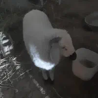 بره گمشده|حیوانات|سیرجان, |دیوار