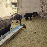 گوسفند میش بره دار چپش قوچ شیشک بز بزغاله دار
