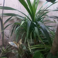 گل پاندانوس فروشی